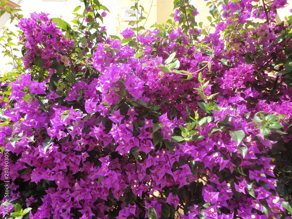 Obraz premium flower