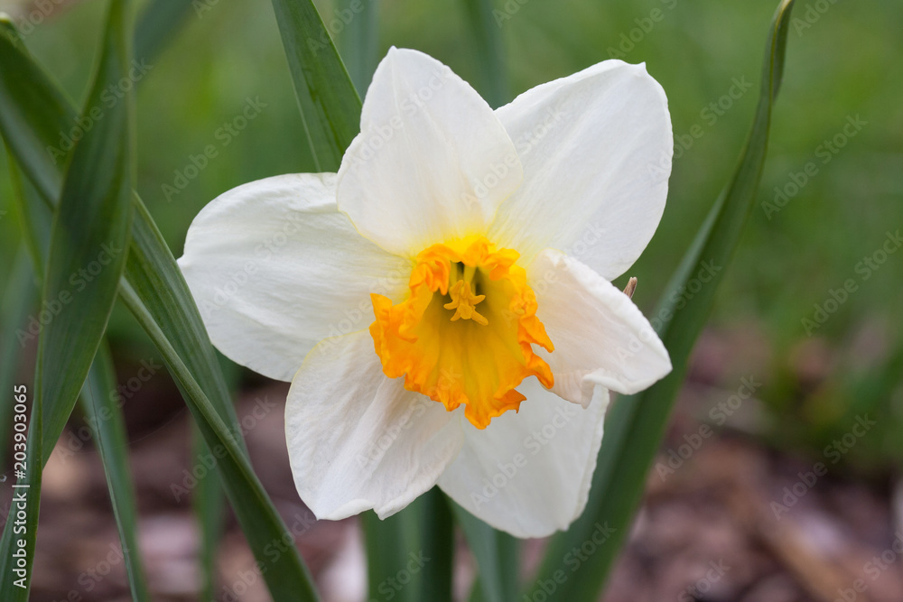 Daffodil Sempre Avanti (narcissus) flowers Daffodil Sempre Avanti (narcissus) flowers