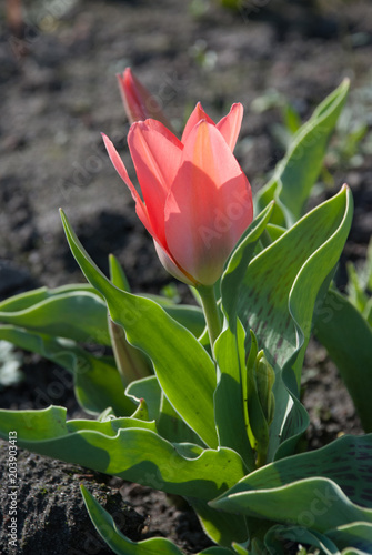 Tulipa Greigii Toronto