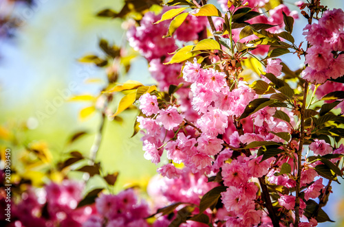 Sakura flowers on a background of foliage and blue sky.   © daria_serdtseva
