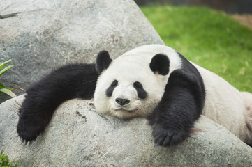 Fotobehang Panda Reuzenpanda slaapt vredig in boom  © leeyiutung