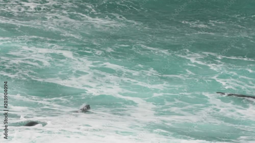 Seals at the coastal landscape of the Flinder's Chase National Park