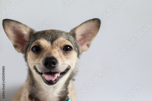 face little dog on white background 