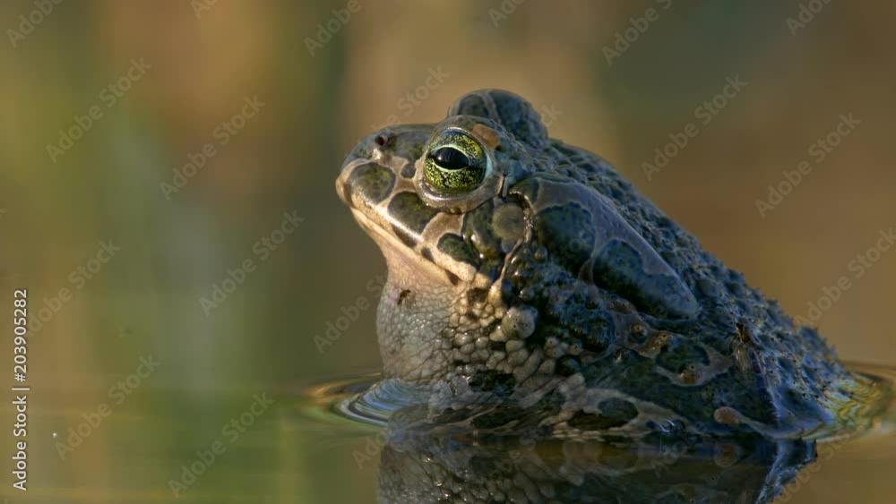 European green toad (Bufo viridis) diving European green toad (Bufo viridis) diving