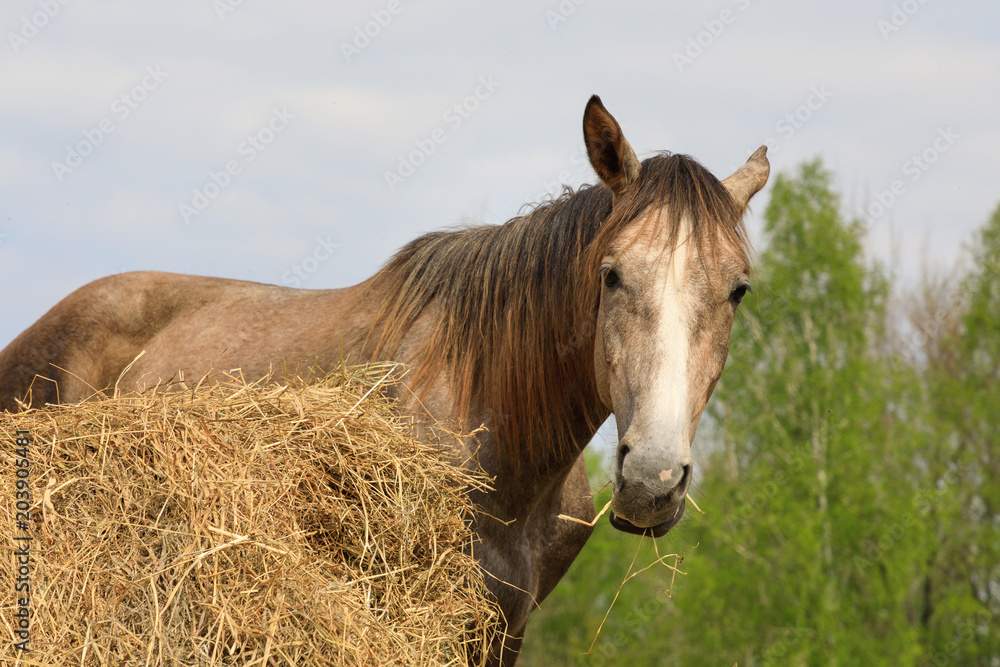 Obraz premium Horse on the pasture in spring time