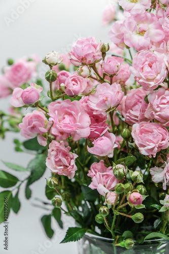 Pink miniature roses on white background 