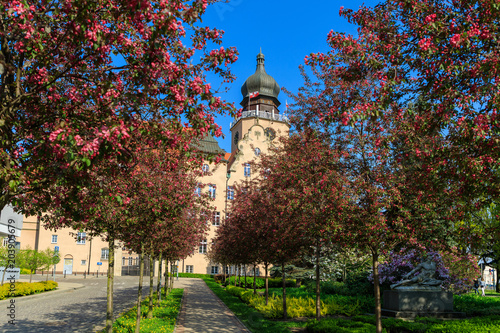View of the City Government Office of Elblag through the flowering trees