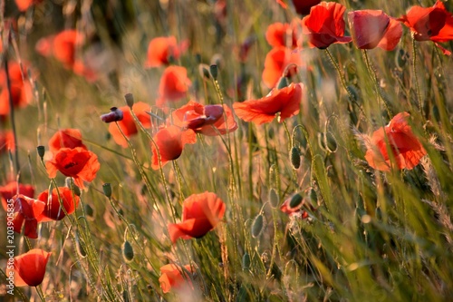 Poppies in a meadow, at sunset, spring in Provence, France. 