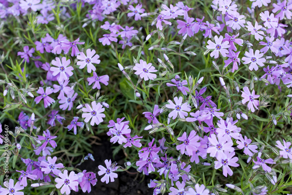 Aubrieta cultorum - purple or purple small flowers. Beautiful purple flowers background Aubrieta cultorum - purple or purple small flowers. Beautiful purple flowers background