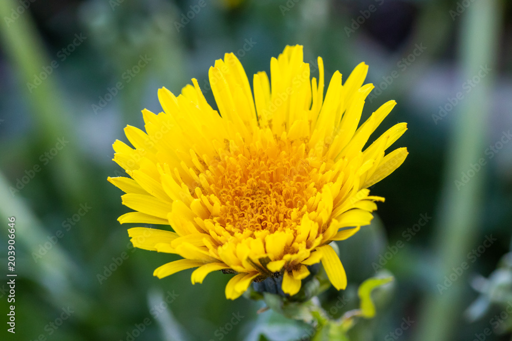 Obraz premium Löwenzahn Blüte (Taraxacum)