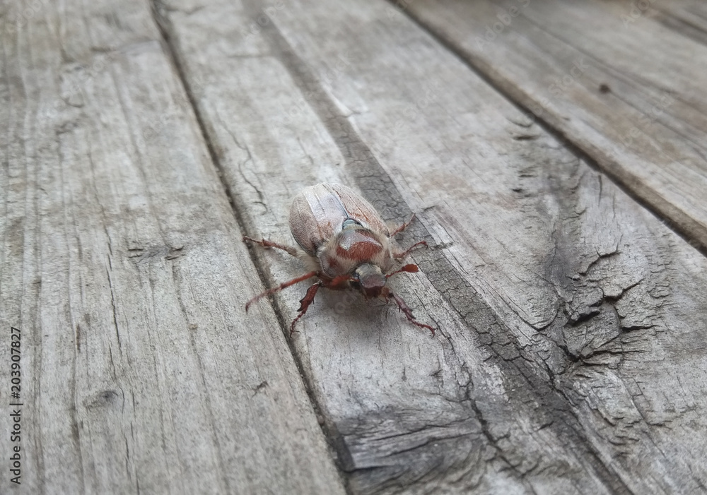 may-bug crawling on the surface of an old wooden board may-bug crawling on the surface of an old wooden board