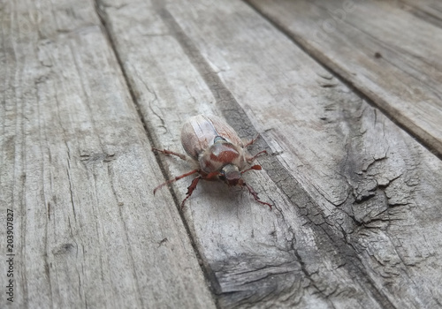 may-bug crawling on the surface of an old wooden board