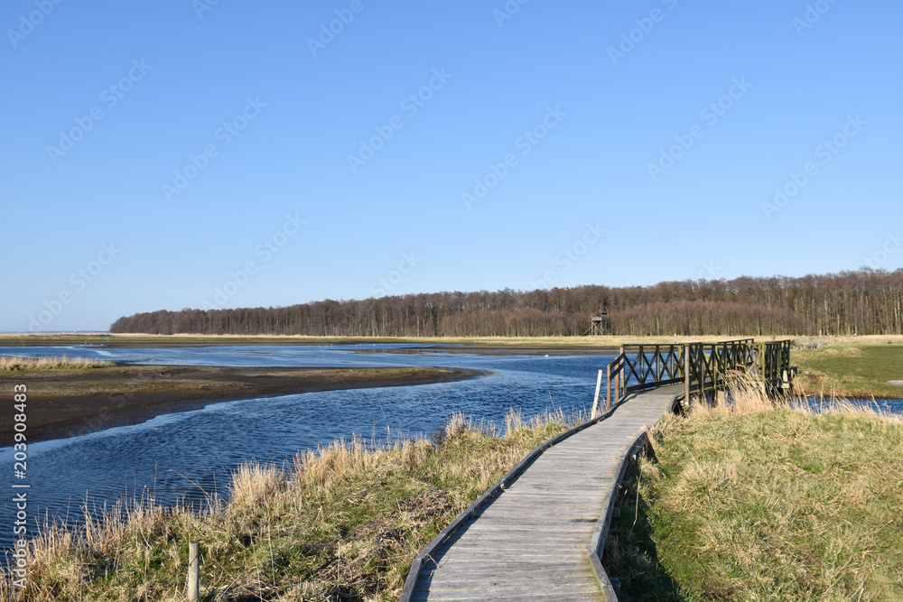 Wooden footpath through a marshland Wooden footpath through a marshland