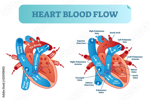 Heart blood flow circulation anatomical diagram with atrium and ventricle system. Vector illustration labeled medical poster.
