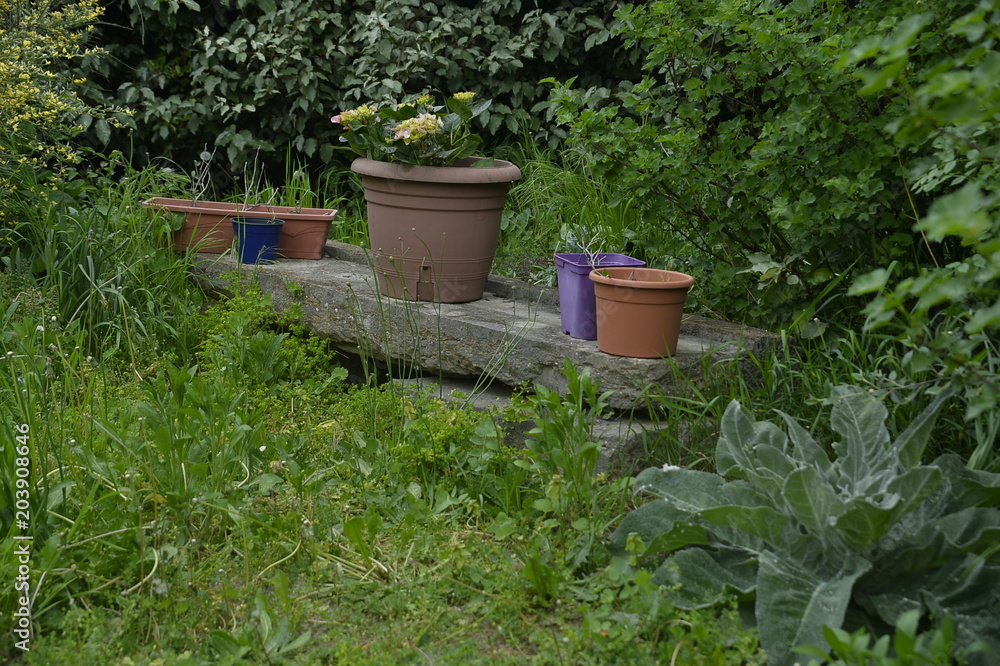rangée de pots dans un jardin oublié, au printemps à Lyon en 2018