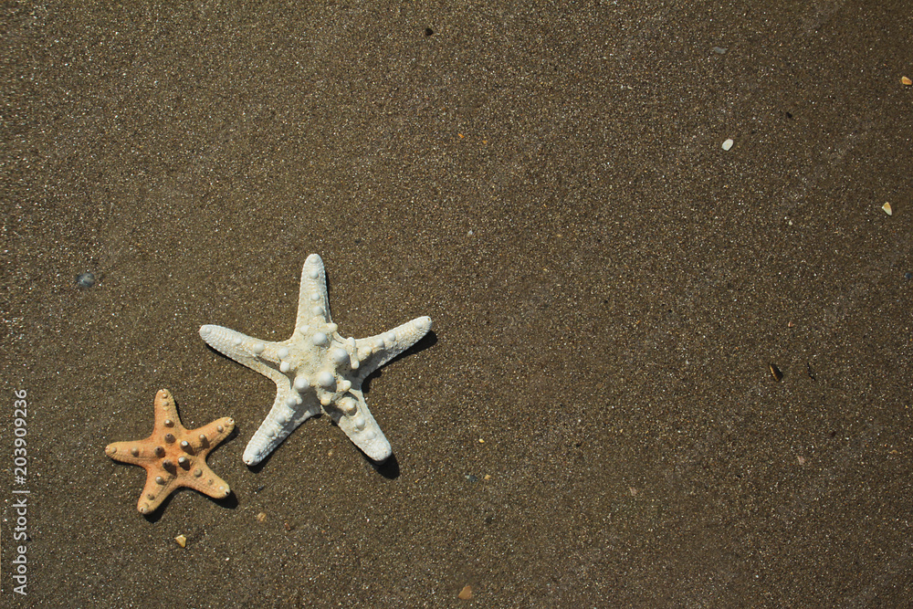 Variety of sea stars different shapes and colors on the sandy coast of the sea in summer. Variety of sea stars different shapes and colors on the sandy coast of the sea in summer.