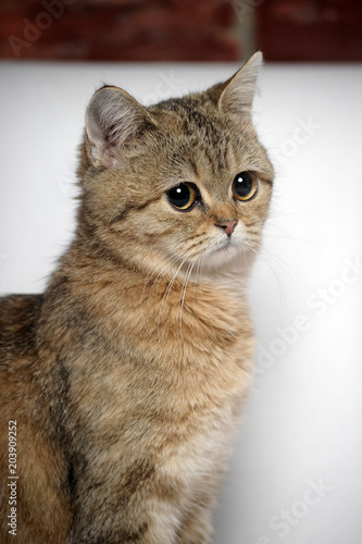 British tabby cat on a light background photo