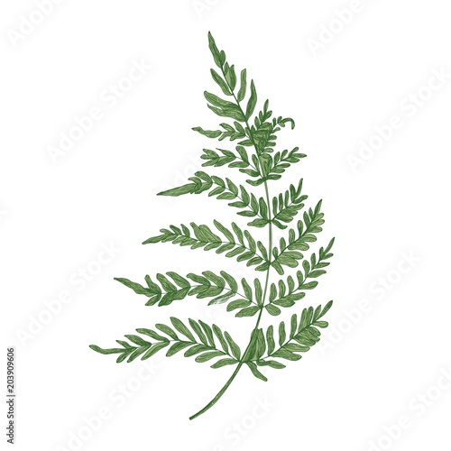 Green fern hand drawn on white background. Elegant botanical drawing of beautiful forest or woodland plant used in floristry. Natural colorful vector illustration in beautiful vintage style.