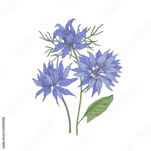 Gorgeous blooming blue Nigella flowers isolated on white background. Detailed botanical drawing of wild flowering plant or wildflower used in floristry. Hand drawn natural vector illustration.