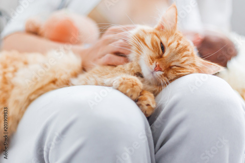 Woman stroking cute ginger cat on her knees. Fluffy pet frowning of pleasure. Cozy morning at home.