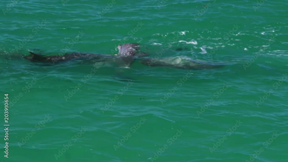 School of dolphins swimming together School of dolphins swimming together