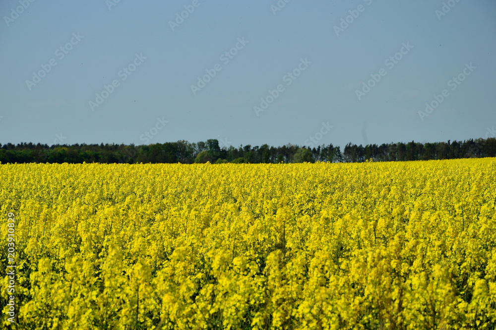 Pole żółtego kwitnącego rzepaku, na horyzoncie las.