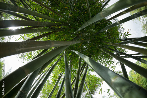 Fototapeta Naklejka Na Ścianę i Meble -  bamboo trees looking up