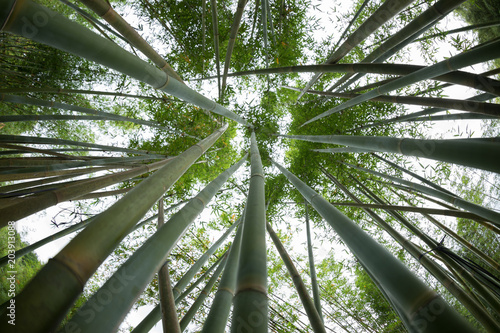 Fototapeta Naklejka Na Ścianę i Meble -  bamboo trees looking up