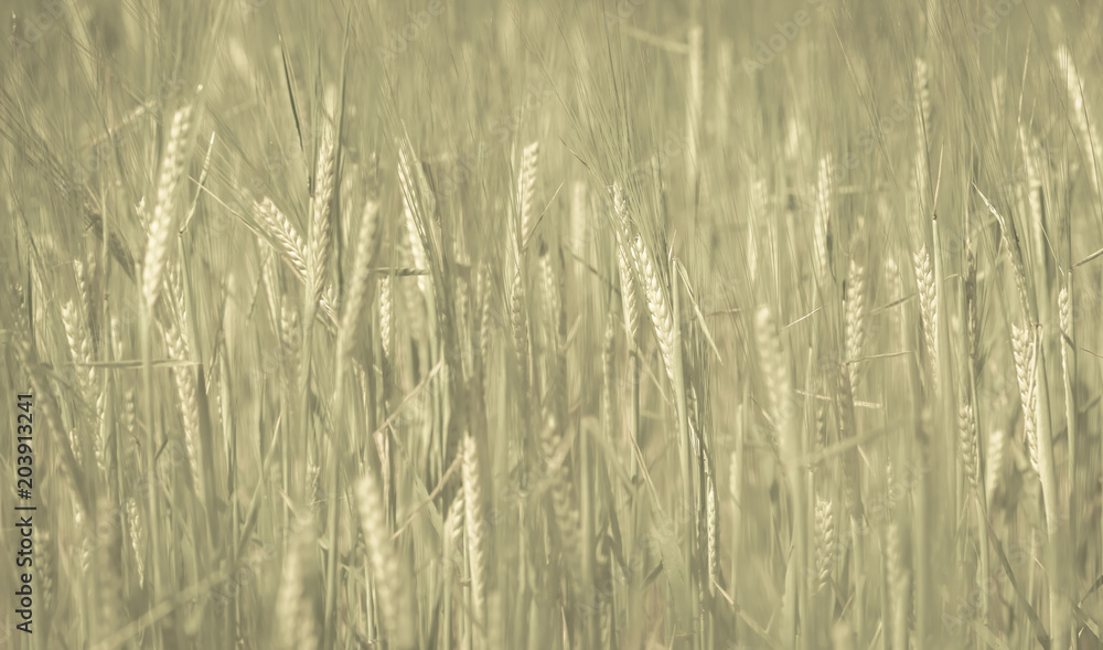 Wheat ears in the field, Pampas,Argentina. Wheat ears in the field, Pampas,Argentina.