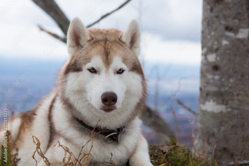 Close-up portrait of serious beige and white husky dog. Image of gorgeous Siberian husky lying on the hill on a cloudy day