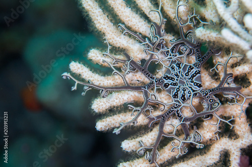Basket Star (Astrocladus euryale) in a sea fan underwater