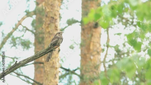 European nightjar (Caprimulgus europaeus) sits on a branch during in day