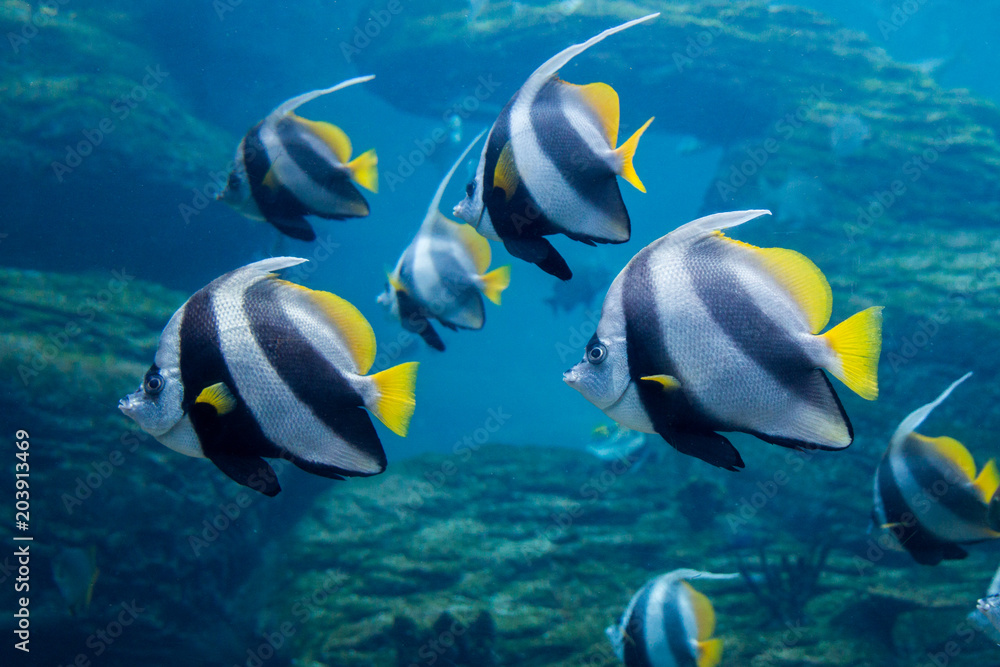 Obraz premium Coachman (Longfin bannerfish) swimming underwater with reef in background