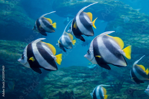 Coachman (Longfin bannerfish) swimming underwater with reef in background