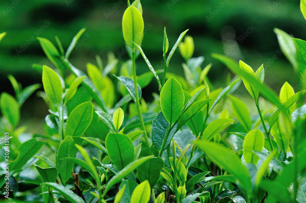Fototapeta premium Green tea trees in spring, close up view