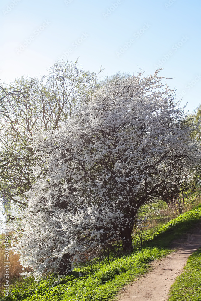 Spring landscape with blooming apple trees. Spring landscape with blooming apple trees.