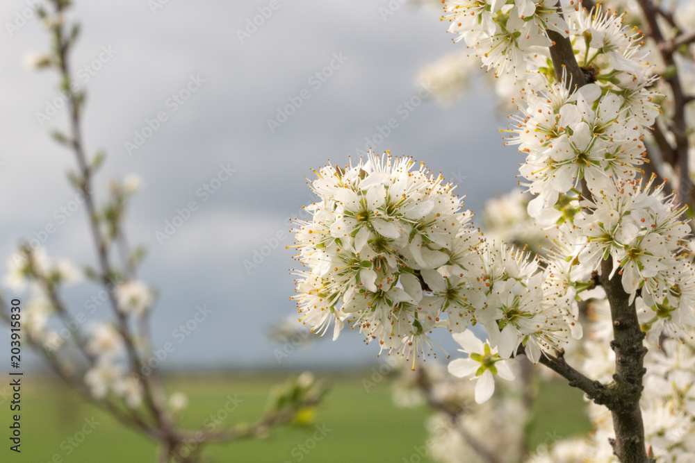 Obraz premium Blooming cherry.