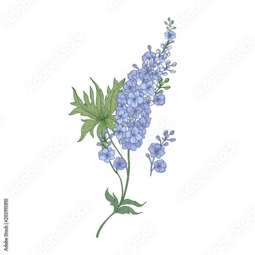 Delphinium or larkspur purple blooming flowers isolated on white background. Elegant detailed botanical drawing of wild flowering plant. Hand drawn realistic vector illustration in antique style.