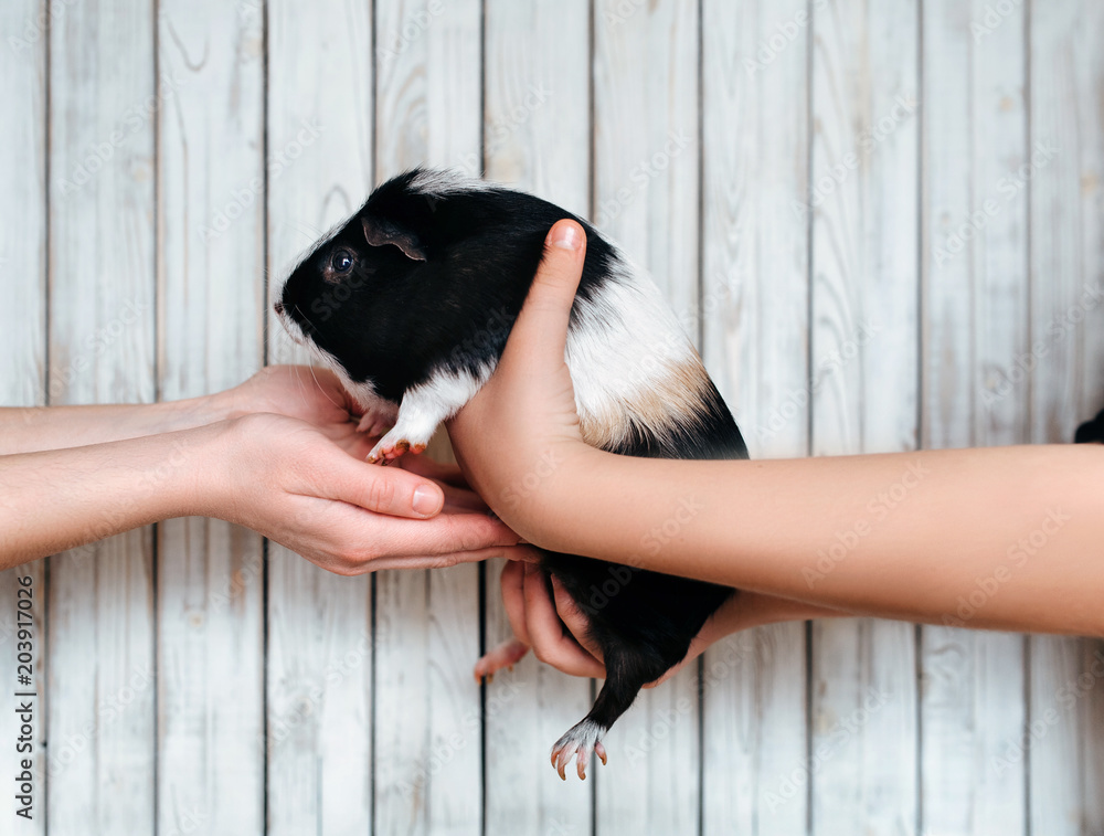 Guinea pig is passed gently from hand to hand. Trade in animals. Sell guinea pigs. Stock Photo