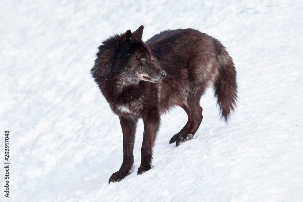 Fototapeta premium Large black canadian wolf is standing on white snow. Canis lupus pambasileus.
