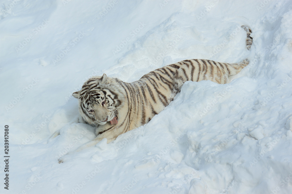 Wild white bengal tiger is lying on white snow.