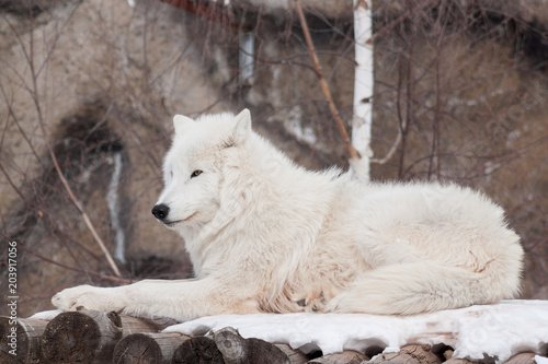 Wild alaskan tundra wolf is lying on wooden logs. Animals in wildlife.