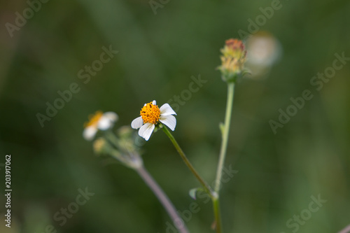 Bidens pilosa, small white wild flower weed plant close up with green background.