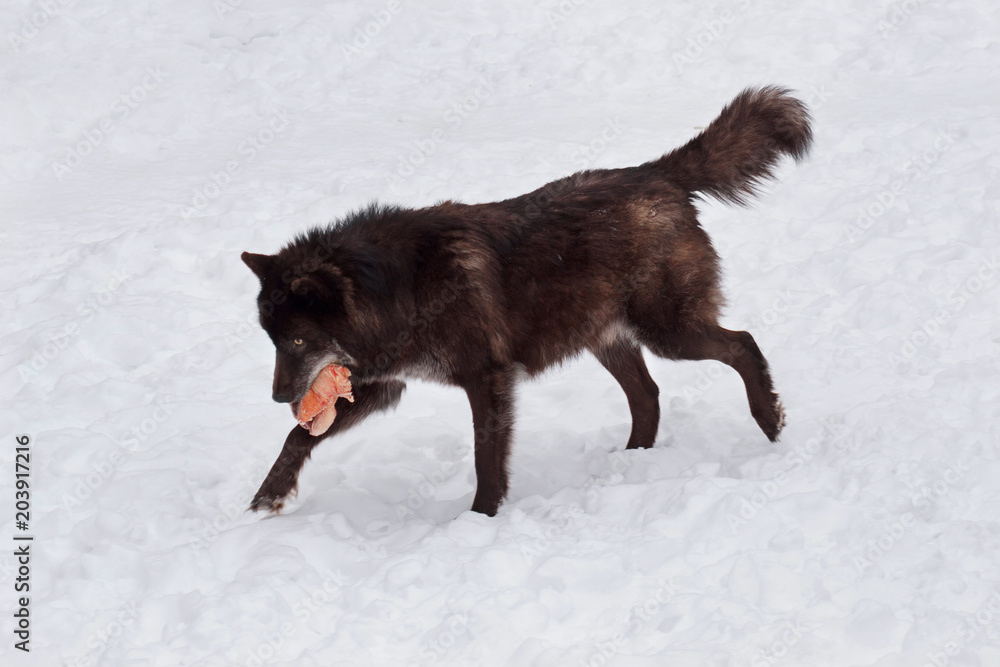 Fototapeta premium Wild black canadian wolf is running with a piece of meat. Canis lupus pambasileus.