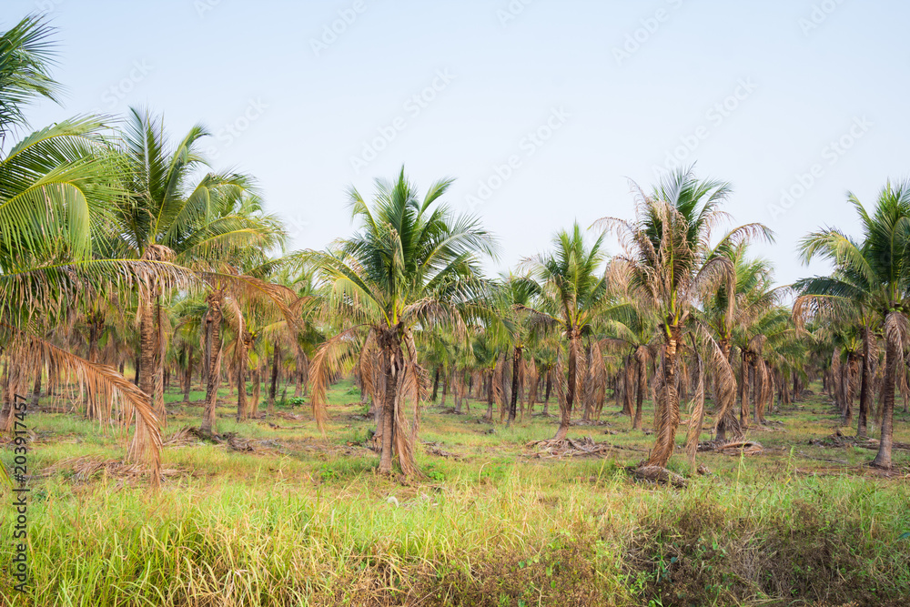  landscape of coconut  palm plantation in tropical country