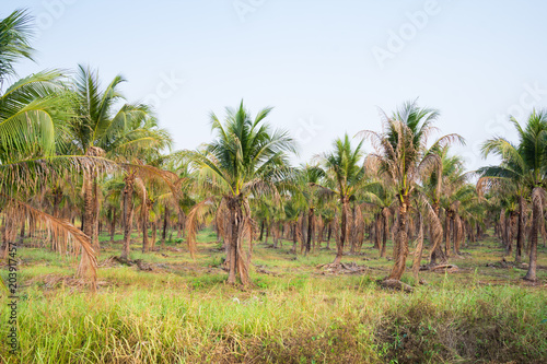  landscape of coconut palm plantation in tropical country