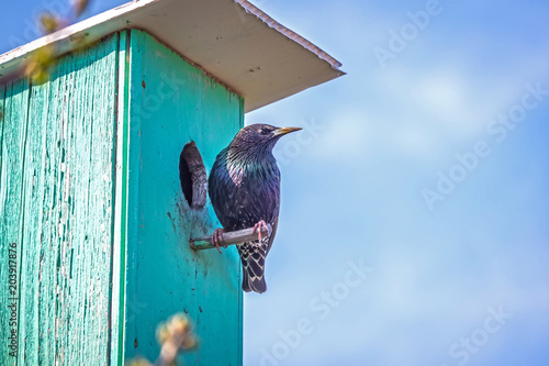 Obraz na płótnie The Starling sits on the verde of the birdhouse