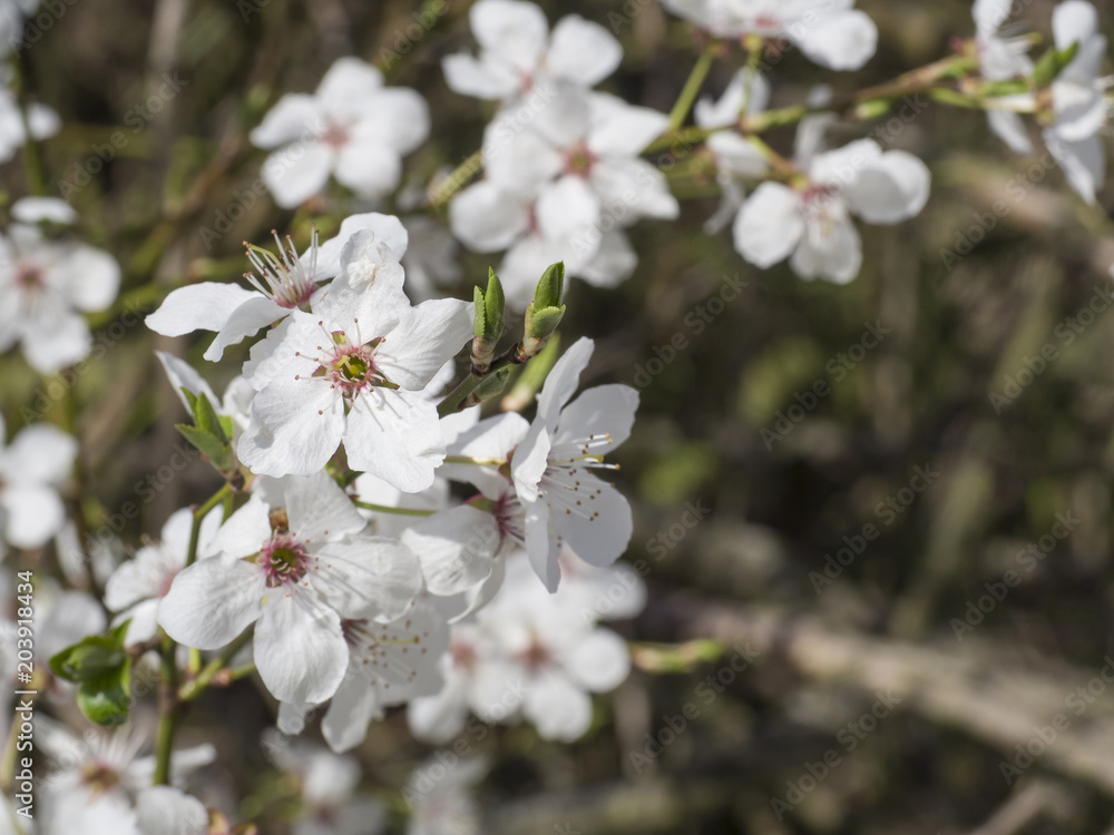 close up blooming white apple blossom flower branche, selective focus, natural dark bokeh background