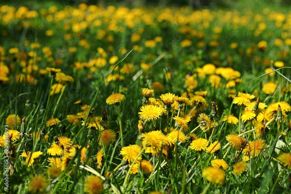 Wiese mit Löwenzahn Wiese mit Löwenzahn