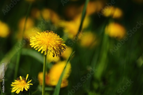 Fototapeta Naklejka Na Ścianę i Meble -  Löwenzahnblüte